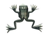 A Money Origami Frog – not bad for a dollar